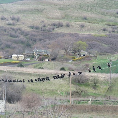 Dozens of cormorants "toe the line" spanning the Clearwater River. Le Ann Wilson of Orofino took the photo along US Highway 12 on March 30.