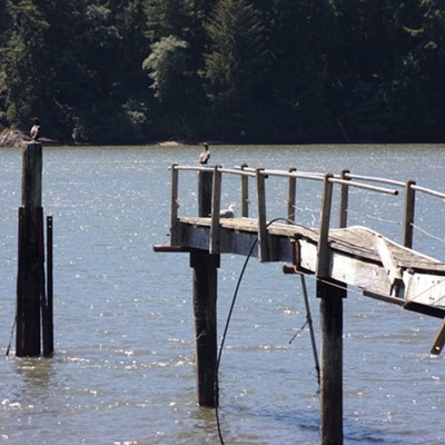 These cormorants and a gull were enjoying one of the very old rickety piers along the Yaquina River just between Toledo and Newport Oregon. Taken on Aug. 15th as we biked the trail between the two towns.
