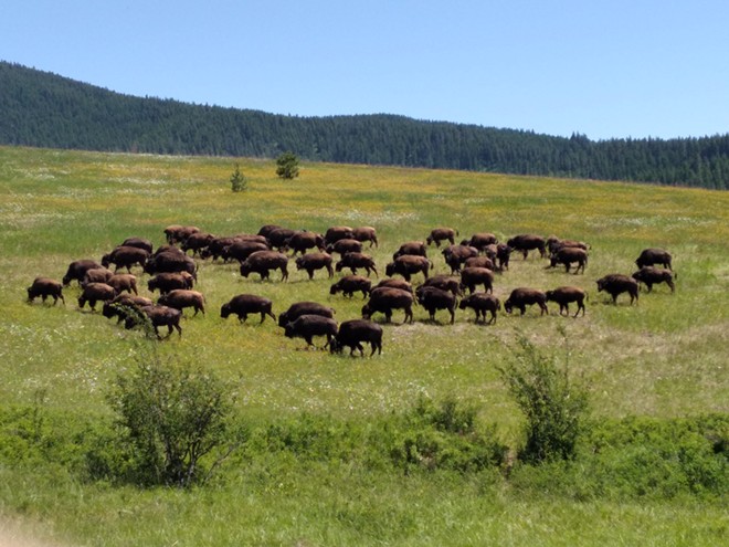Bison Come to the Palouse