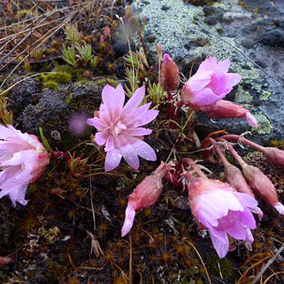 Every spring I search for blooming Bitterroots. This year I saw them during a rainstorm at Turnbull Refuge near Cheney, WA. My sister and niece were along with me and had never seen them so it was a good day! Photo by Sarah Walker, May 17, Turnbull Refuge near Cheney, WA.