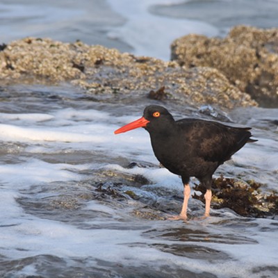 A black oystercatcher wades in the surf on the Oregon coast near Newport Oregon. Photo by Stan Gibbons on 8-3-2017.