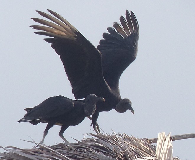 Black vultures in Panama