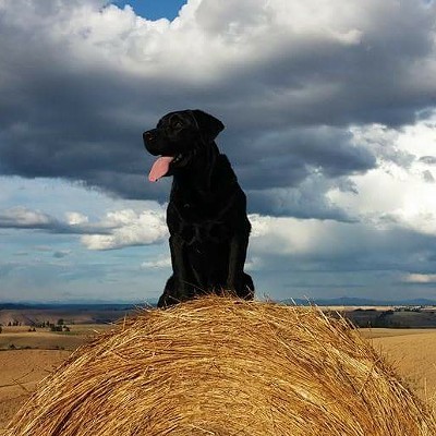 In July of 2013, in the fields in the Lenore Idaho area, Brad Chance took a picture of his dog "Blade" after her jumped up on a hay bale to get a better look at things.