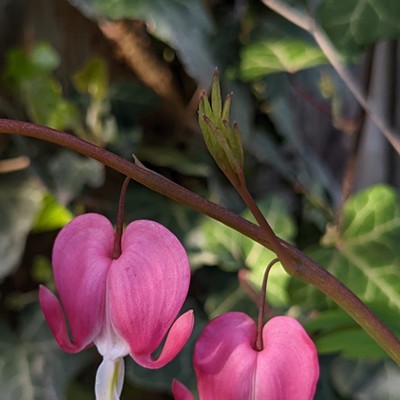 May 4, 2022 
Clarkston, WA 
Judy Broumley 

Spring beauty! 
Captured this sweet pair of Bleeding Hearts in my garden against a backdrop of ivy.