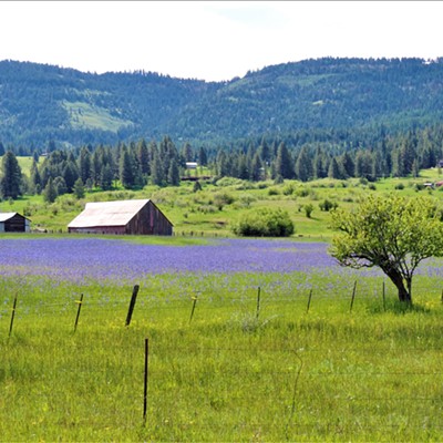 Blooming camas along highway #95 a few miles southwest Grangeville, Idaho on May 25, 2020. Photo by Keith Gunther
