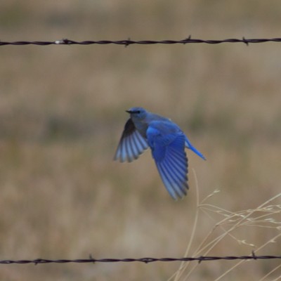 A blue bird navigating breezy conditions this morning (10-14-2016) on a fenceline along Montgomery Ridge Road, Washington. Picture taken by Richard Hayward.