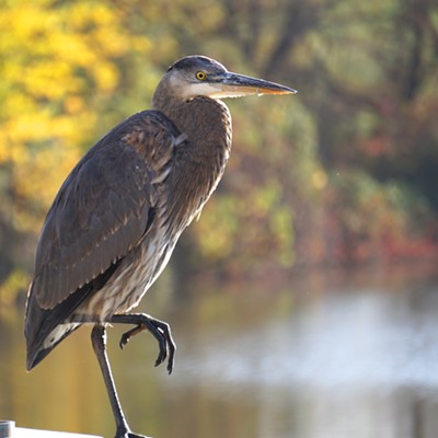 Blue Heron by Gail Craig, Lewiston, on the Lewiston Levee bike path.