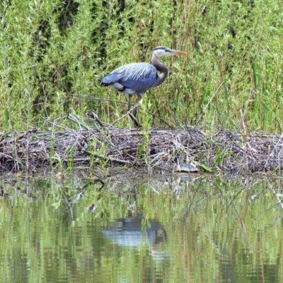 Blue Heron and Turtle