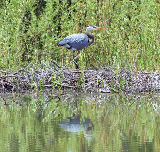 Blue Heron and Turtle