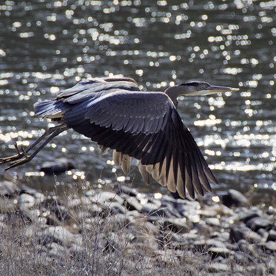 This Blue Heron was flying over the Grande Ronde River. Taken March 13, 2019 by Mary Hayward of Clarkston.