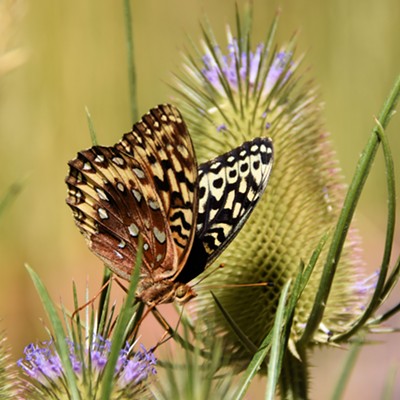 Stan Gibbons captured this image of a fritillary butterfly on teasel blooms at Fields Spring State Park on August 14.