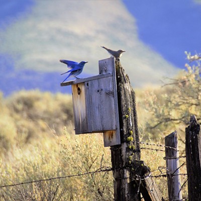 Male and female bluebirds at their house together. Mary Hayward took this shot March 21, 2020 near the Blues.