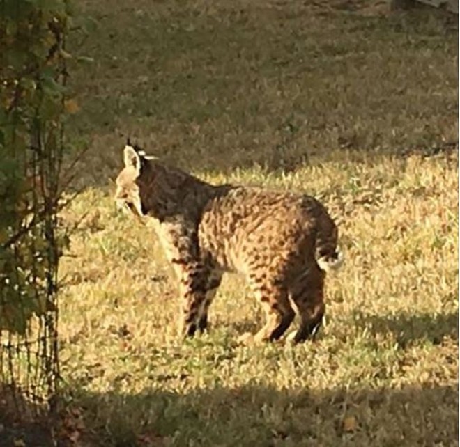 Bobcat in Pullman