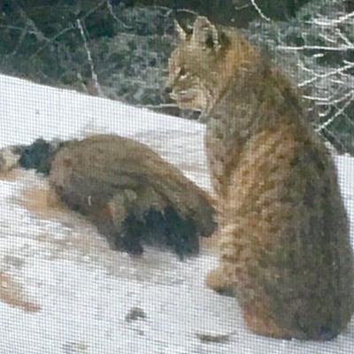 This bobcat (or lynx) caught one of my peacocks in mid-January.
    Located just south of Evergreen Community.