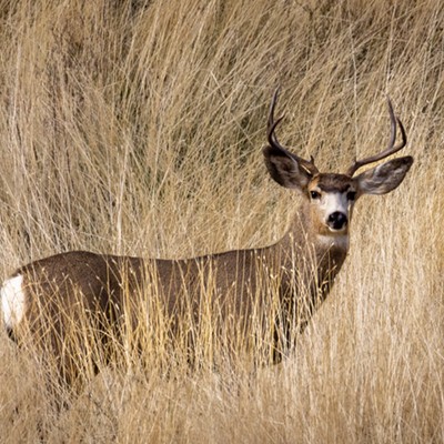 Buck photo taken near Almota 11-10-2021.