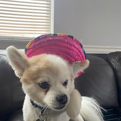 One small Pomapoo, Buddha Mayer, is wearing a sombrero for Cinco de Mayo.