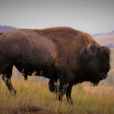 We went to Yellowstone National Park and saw this buffalo just off the road near us. Taken September 27, 2019 by Mary Hayward of Clarkston.