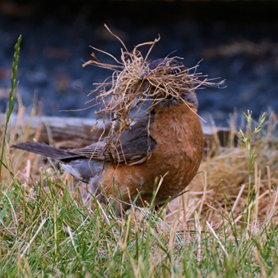 On June 28 this robin found herself an ample supply of dry grass in my yard. &nbsp;Photo by Stan Gibbons of Lewiston.