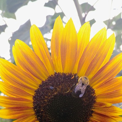 A bee feeding off of the pollen of a sunflower that I planted in my garden. The photo was taken in Clarkston on Aug. 10, 2017, by Nickole Corey.