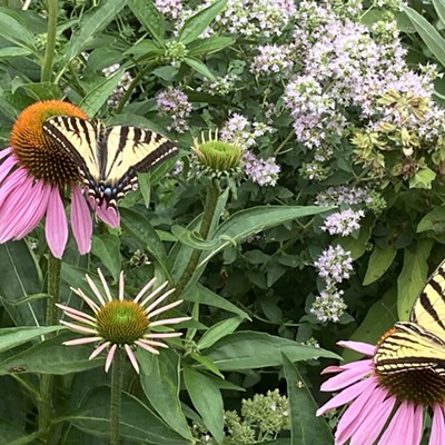 Two butterflies posed on pink coneflowers (echinacea) in my garden in Moscow.