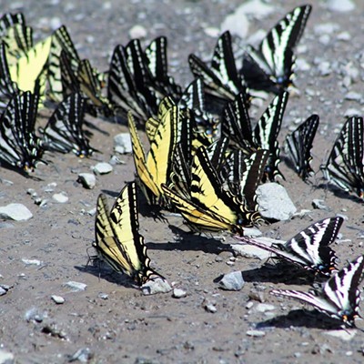 I took this picture of these butterflies on June 5 off of Asotin Creek Road they were drinking water from a mud puddle. They looked like a parade of butterfly sailboats. Taken by myself Nickole Corey of Clarkston, Washington