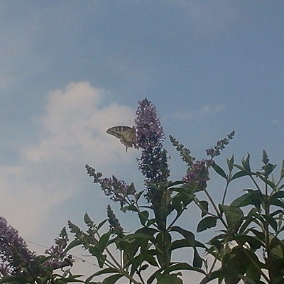 butterfly