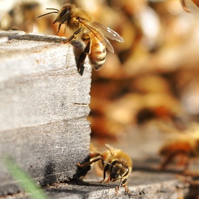 Cre&#146;Elle Lanier&nbsp; of Cavendish says she was stung trying to snap this photo, but says it was worth it. She took the photo on July 11, 2018 and writes, "We have bee hives on our property and the honey bees are busy pollinating when the flowers bloom in the spring and summer months."