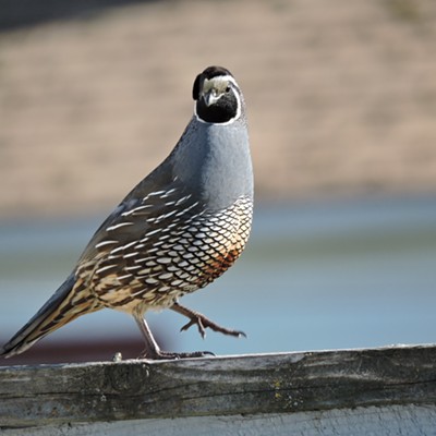 Male California Quail taken in Lewiston 4/16/15 using a Nikon p600.