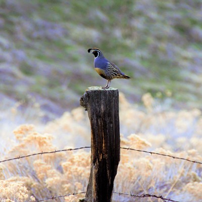 This California Quail was spotted just outside of Clarkston and he really stood proud as he remained on the fence post . Taken March 23, 2019 by Mary Hayward.