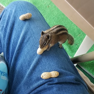 I got this photo when this little guy was brave enough to hop on my lap to steal peanut.