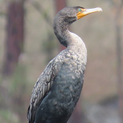 A cormorant keeps watch over the Clearwater River near Orofino. Le Ann Wilson took the bird shot on March 23.
