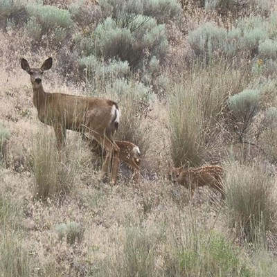Twin baby fawns and mom