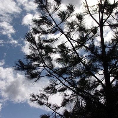 Walked again on Bear Creek Canyon trail on March 25th and the sky
was wonderful.