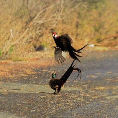 We saw these two cock pheasants really going at it and they didn't notice we were watching. Taken October 8, 2019 just west of Clarkston by Mary Hayward.