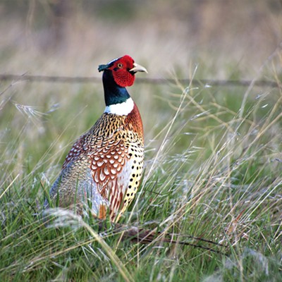 Colorful Cock