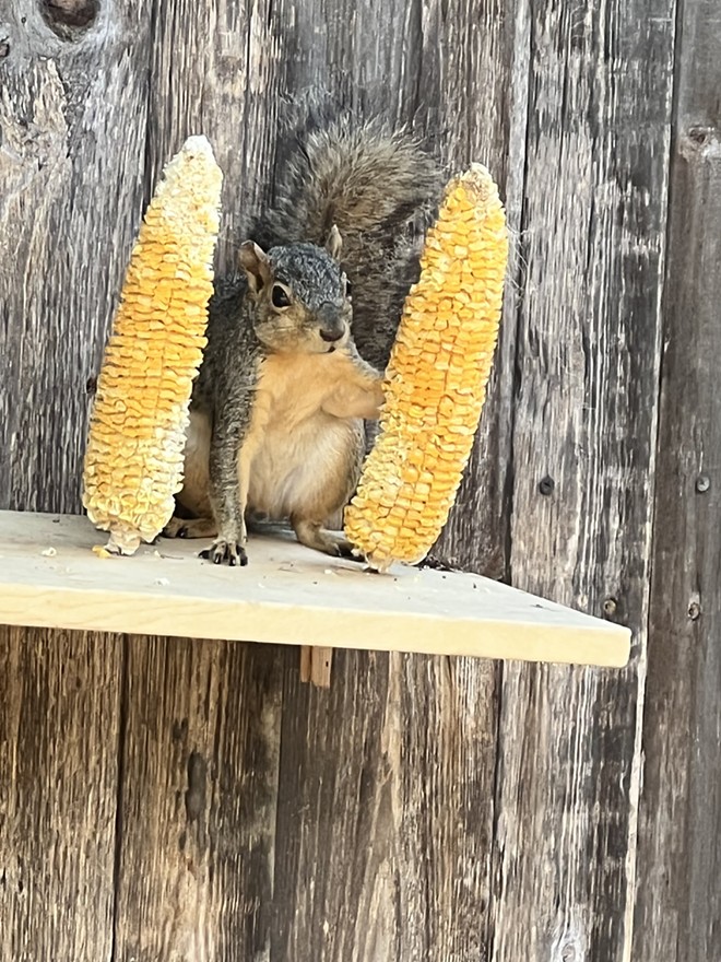 Corny Squirrel