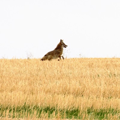 A coyote in a field near Mann Lake in Lewiston. Photo taken in September by Sept. 2016 Mary Hayward of Clarkston.