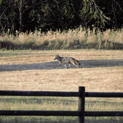 Early morning at Spalding Park, on the way down to the creek we flushed out this coyote that ran across the park. Taken August 29th, 2020