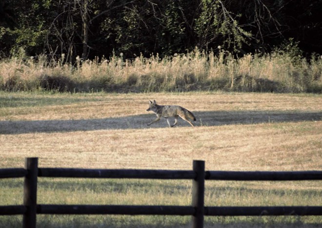 Coyote on the prowl