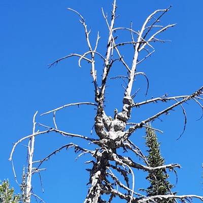 Taken on July 20,2022 on the way to Square Mountain out of Grangeville. We were heading up to the gospels. Seen this crazy looking tree along the way with all the knots on it. Thought it was pretty against the bright blue sky.