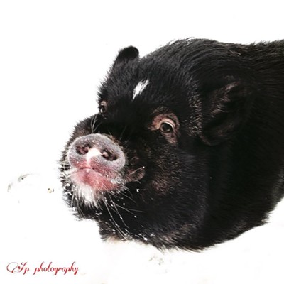 A picture of my pig enjoying the snow