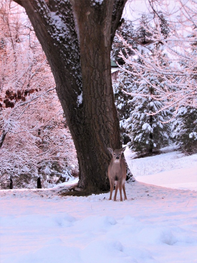 Deer in Pink Sunset