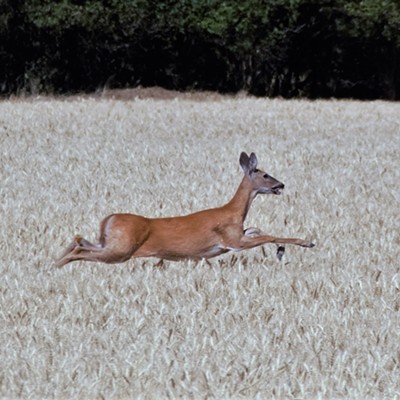 Deer running through a wheat field