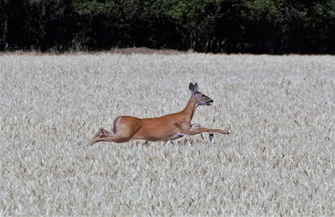Deer running through a wheat field
