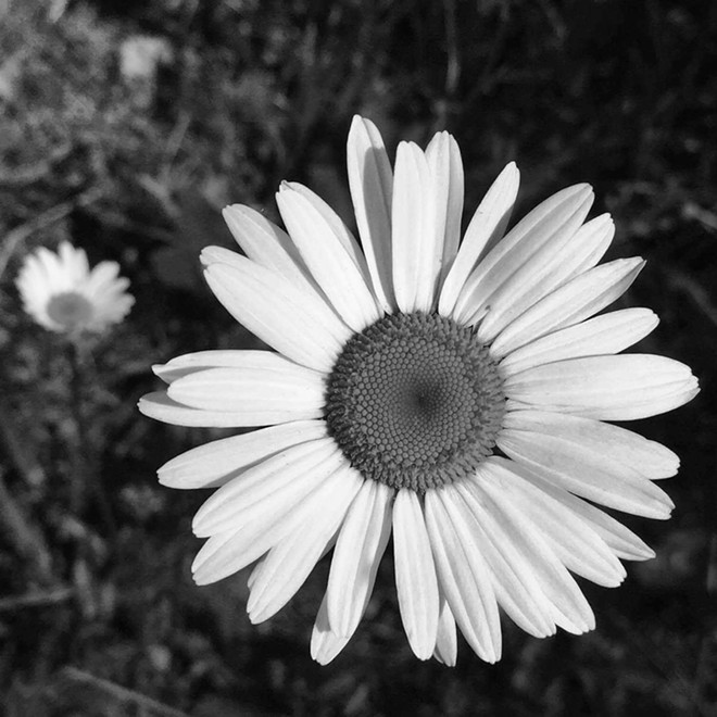 Deyo Daisy: When you let your daughter borrow your camera to go on a nature hike!