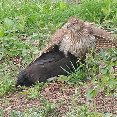 While planting onions at my house on the evening of May 12,&nbsp;reader Benjamin Harlow saw this juvenile Cooper's hawk land on the chicken coop roof. We had been losing some recent chicks and this was the likely suspect. I threw a dirt clod towards it with a horrible miss and the clod happened to land right where the chicks were hiding making them all run. Instantly the hawk dove down and grasped one. I thought it was dead for sure, but I heard a peep from the chicken and rushed over. The hawk was winded from the scuffle and I was able to get close for a photo with the chicken playing dead. As I got closer, the hawk flew away and the chicken ran to safety seemingly unscathed.