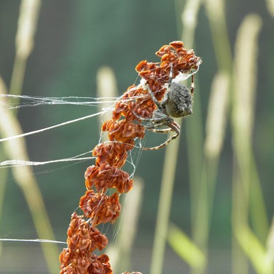 A spider works to salvage what's left of its web. Photo by Brook Brown.