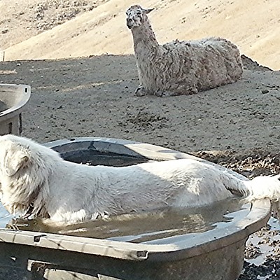 G.W. (Great White) Takes a dip in the trough as Freckles the Llama looks on. 8/2/2015 Photo by Dan Aeling at home on McCormick Ridge south of Lapwai.