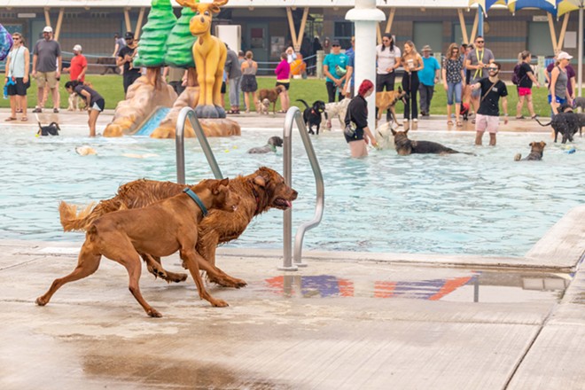 Dog Swim Day