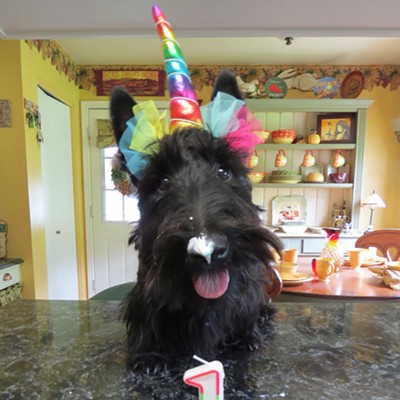 Willa Peace gets set to dig into her birthday "pupcake." The Scottish terrier was celebrating her first birthday, April 27, at her home in Orofino. The photo was taken by Le Ann Wilson, Willa's adoring dog mom.